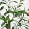 3ft. Potted Artificial Olive Tree with Natural Trunk